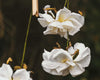 Paper Flowers with Sophie Longhurst